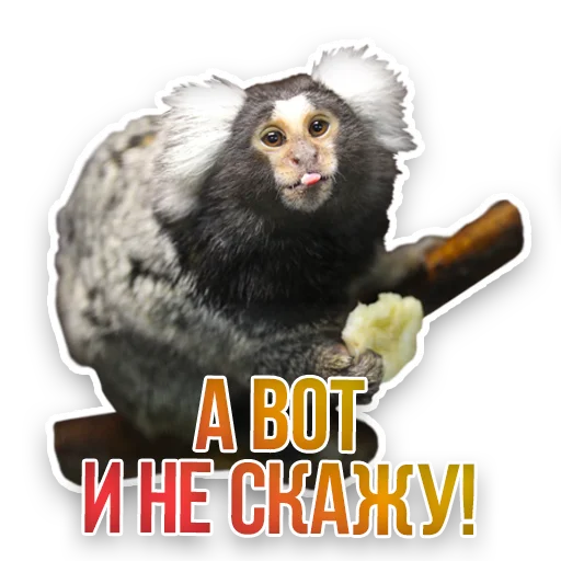 🙊 Стикер «Недомашние животные» для Telegram