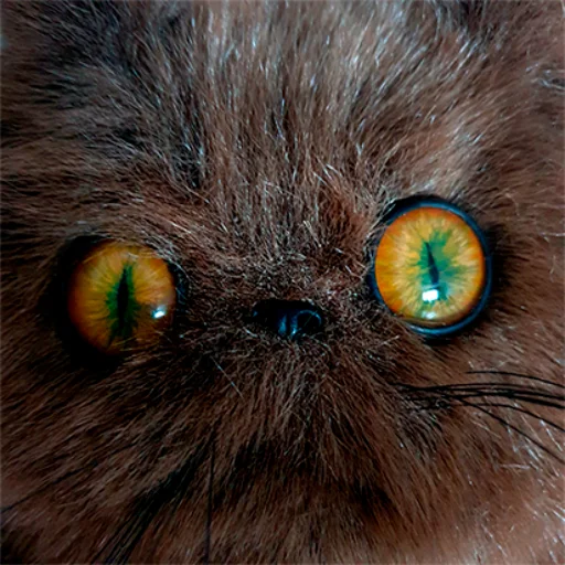 🤨 Стикер «wool_lumps_» для Telegram