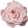 Стикер 43 Pink #colors #pink #cute