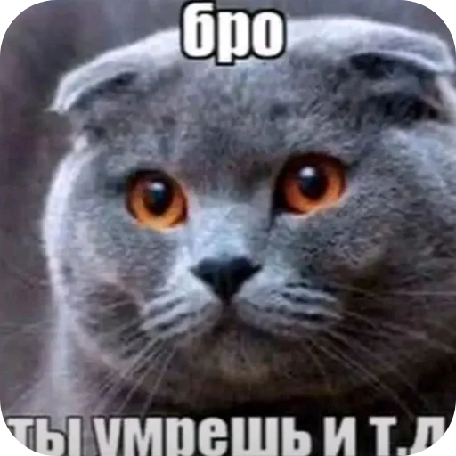 🐱 Стикер «я гениальна, не напоминайте» для Telegram