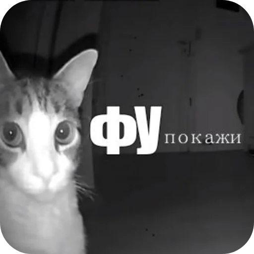 🐱 Стикер «я гениальна, не напоминайте» для Telegram