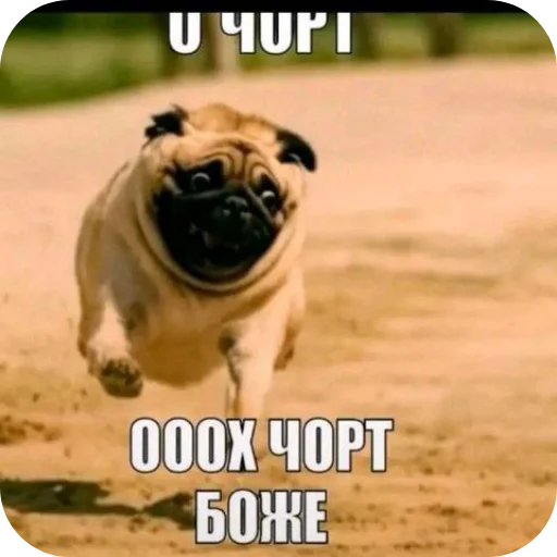 🐶 Стикер «я гениальна, не напоминайте» для Telegram