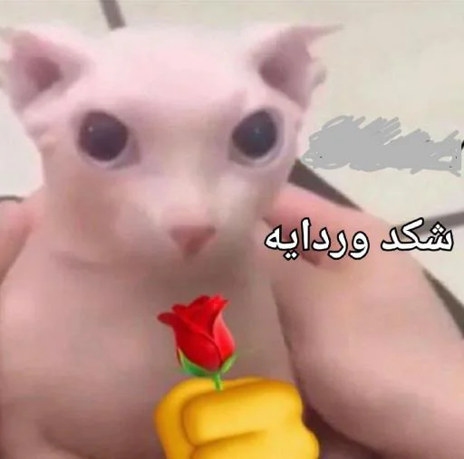 🌹 Стикер «Ykljalgazoma» для Telegram