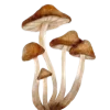 🍄 Эмодзи «🫖 Заходи в гости» для Telegram