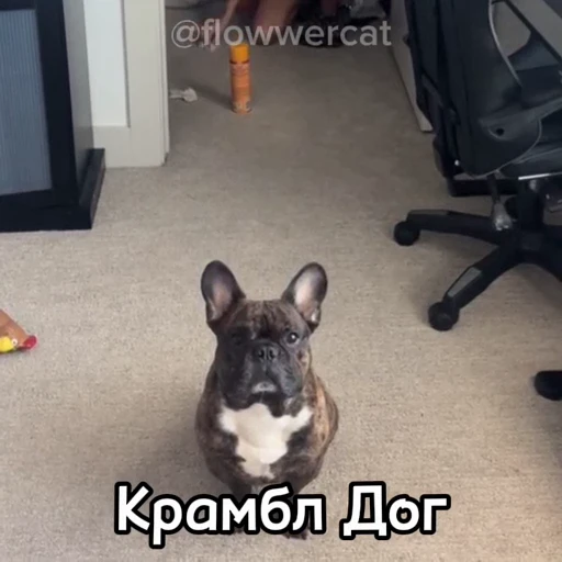 🐶 Стикер «Захар Крамбл Куки» для Telegram