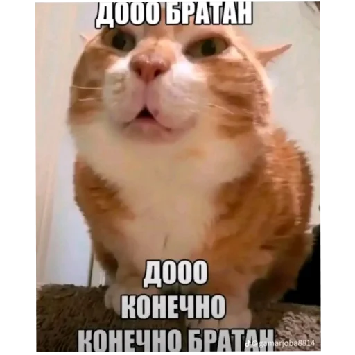 🐱 Стикер «Zатруднительно» для Telegram