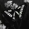 Стикер 58 Black fashion #color #black #white