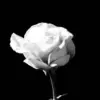 Стикер 13 Black fashion #color #black #white