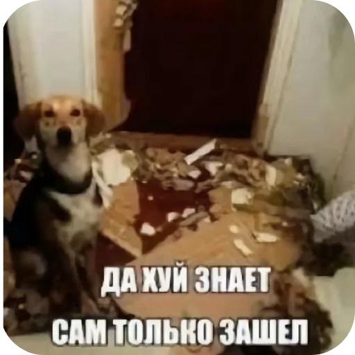 🐶 Стикер «Zovkinnnnn Stickers Goida» для Telegram