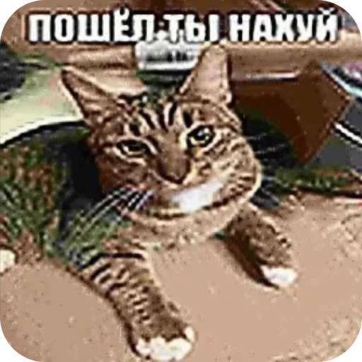 🧸 Стикер «Zovkinnnnn Stickers Goida» для Telegram