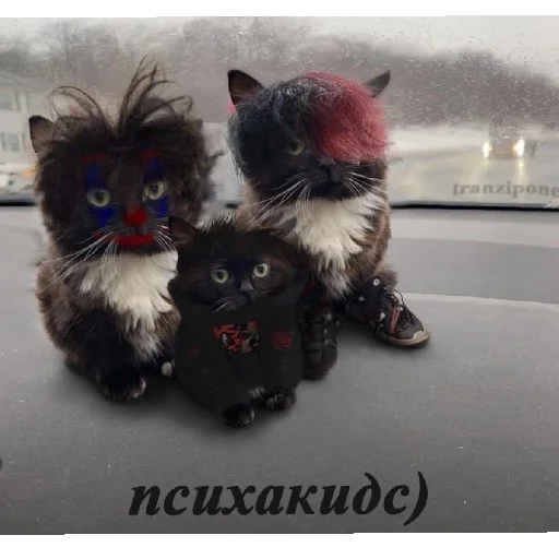 🖤 Стикер «zxc» для Telegram