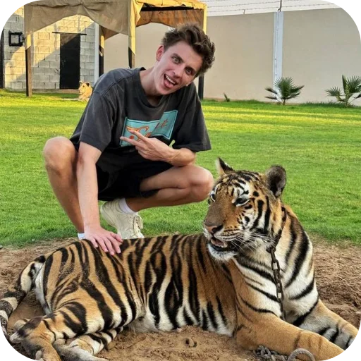 🐅 Стикер «A4» для Telegram