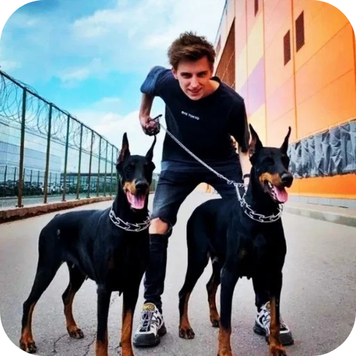 🐶 Стикер «A4» для Telegram