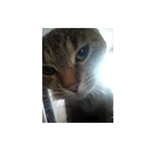 🐱 Стикер «Anime memes Аниме мемы» для Telegram