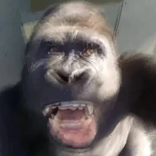 🤬 Стикер «Монкиз» для Telegram