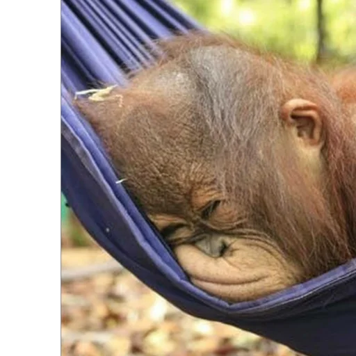 😴 Стикер «Монкиз» для Telegram