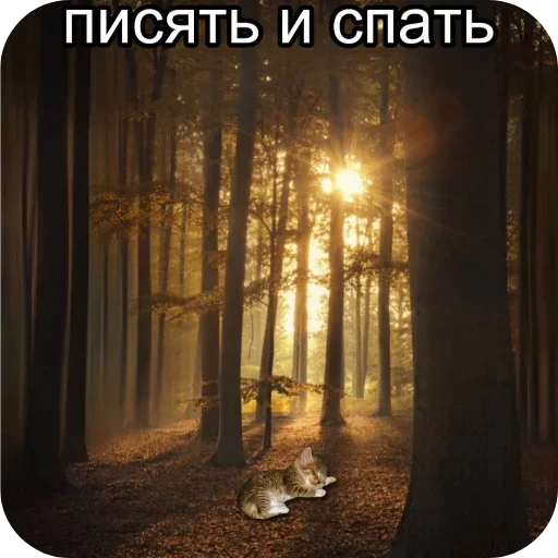 😴 Стикер «Abiba» для Telegram