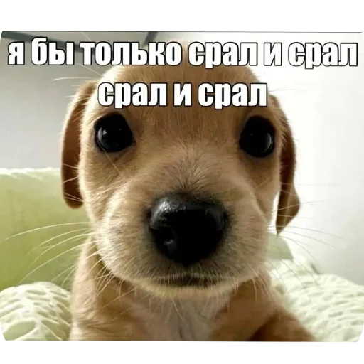 🐶 Стикер «Abiba» для Telegram