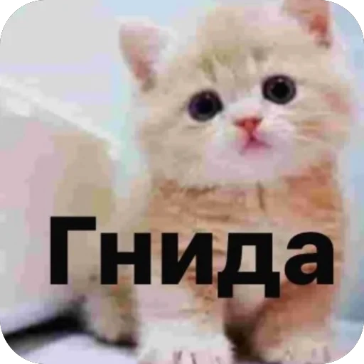 🥰 Стикер «Abiba» для Telegram