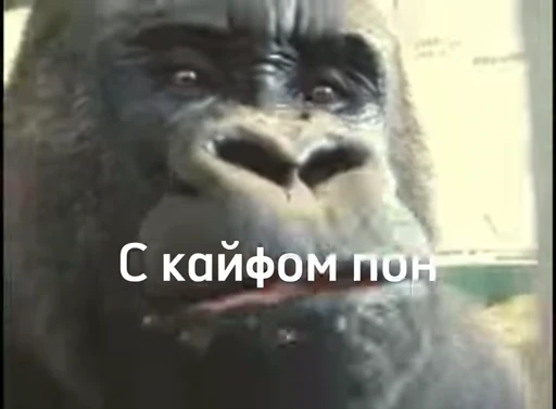 💫 Стикер «abizyani» для Telegram