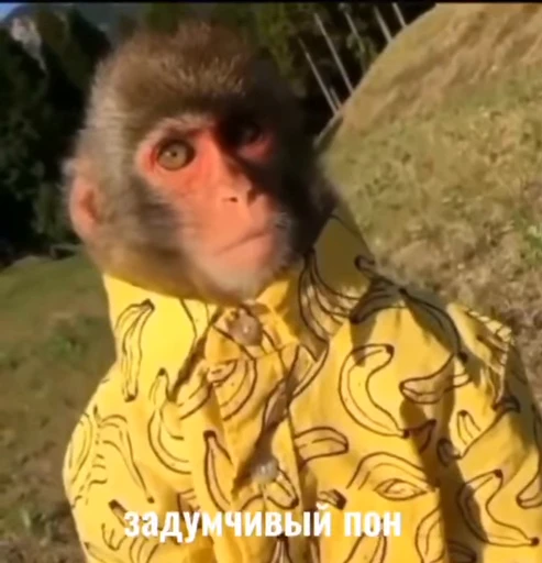 💫 Стикер «abizyani» для Telegram