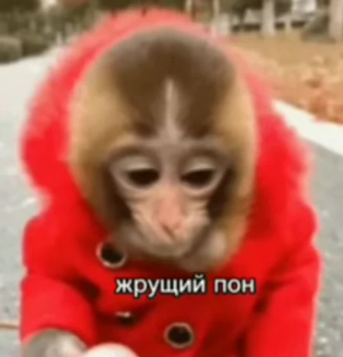 💫 Стикер «abizyani» для Telegram