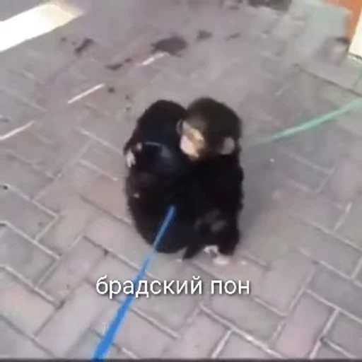 💫 Стикер «abizyani» для Telegram