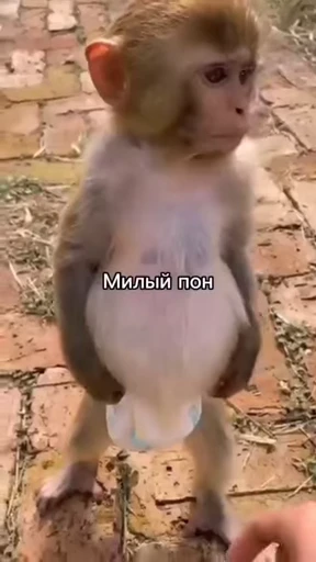 💫 Стикер «abizyani» для Telegram