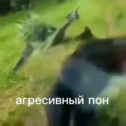 💫 Стикер «abizyani» для Telegram
