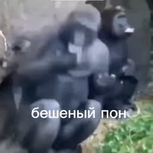 💫 Стикер «abizyani» для Telegram