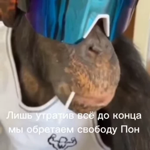 💫 Стикер «abizyani» для Telegram
