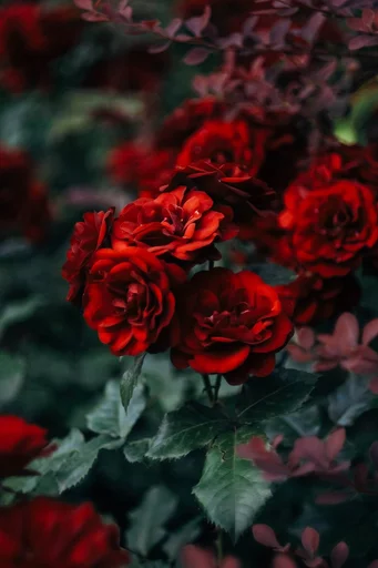 ❤ Стикер «Red» для Telegram