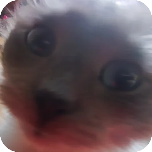 🐱 Стикер «Ачивки» для Telegram