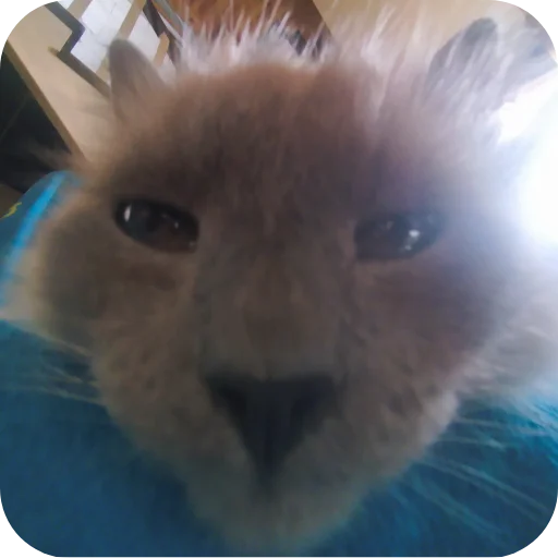 🐱 Стикер «Ачивки» для Telegram