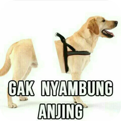 🐶 Стикер «Adha nih coy» для Telegram