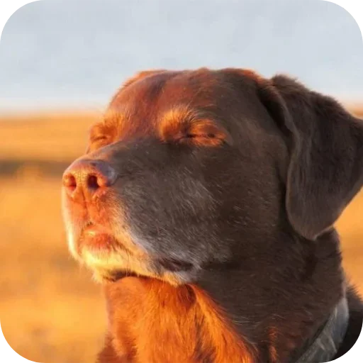 🐶 Стикер «Adha nih coy» для Telegram
