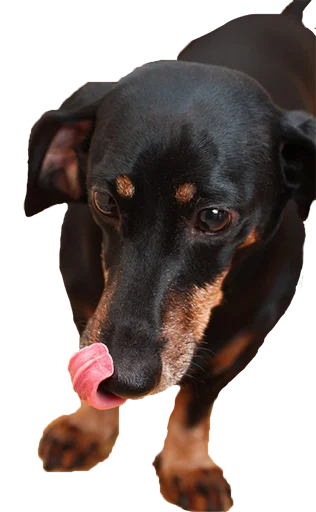 😋 Стикер «Аццкий цобак!» для Telegram