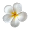 🌸 Эмодзи «Summer Aestetic» для Telegram