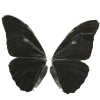 🦋 Эмодзи «ဗေဒ ?» для Telegram