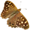 🦋 Эмодзи «AESTHBROWN» для Telegram