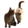 🐈 Эмодзи «AESTHBROWN» для Telegram