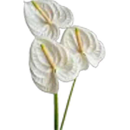 🤩 Эмодзи «Plants» для Telegram