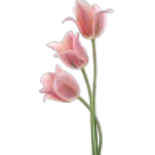 🤩 Эмодзи «Plants» для Telegram
