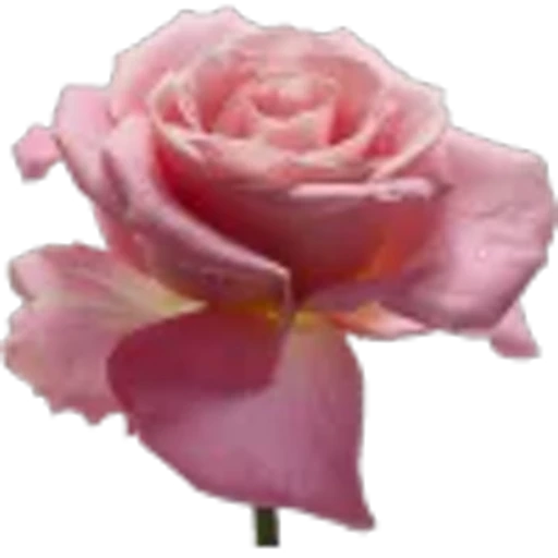 🤩 Эмодзи «Plants» для Telegram