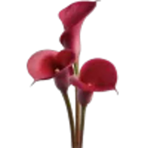 🤩 Эмодзи «Plants» для Telegram