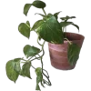 🤩 Эмодзи «Plants» для Telegram