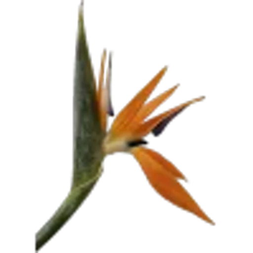 🤩 Эмодзи «Plants» для Telegram
