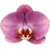 🤩 Эмодзи «Plants» для Telegram