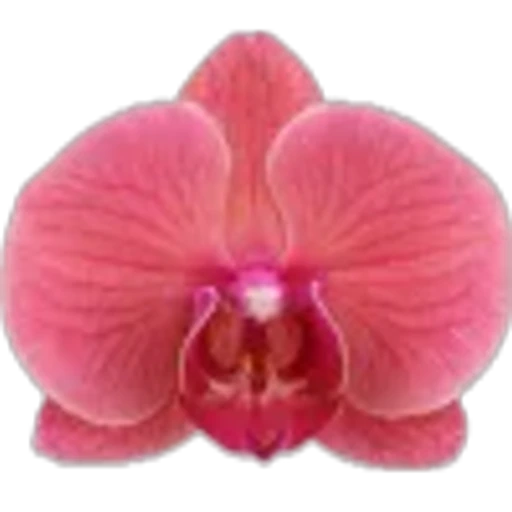 🤩 Эмодзи «Plants» для Telegram