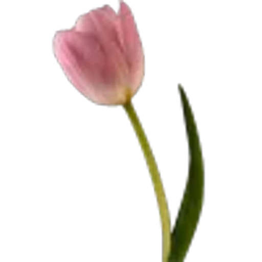 🤩 Эмодзи «Plants» для Telegram